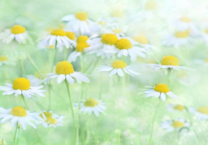 Floriterapia